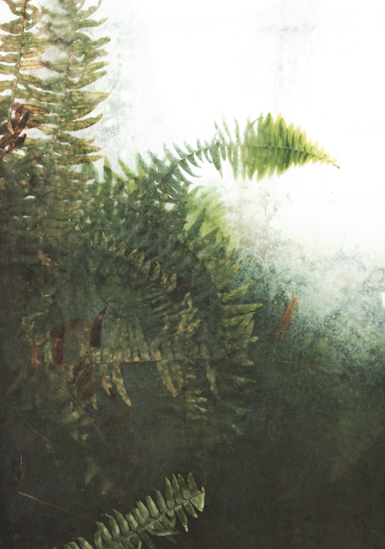 Sigma 20mm EX f/1.8 sample photo. Green fern photography
