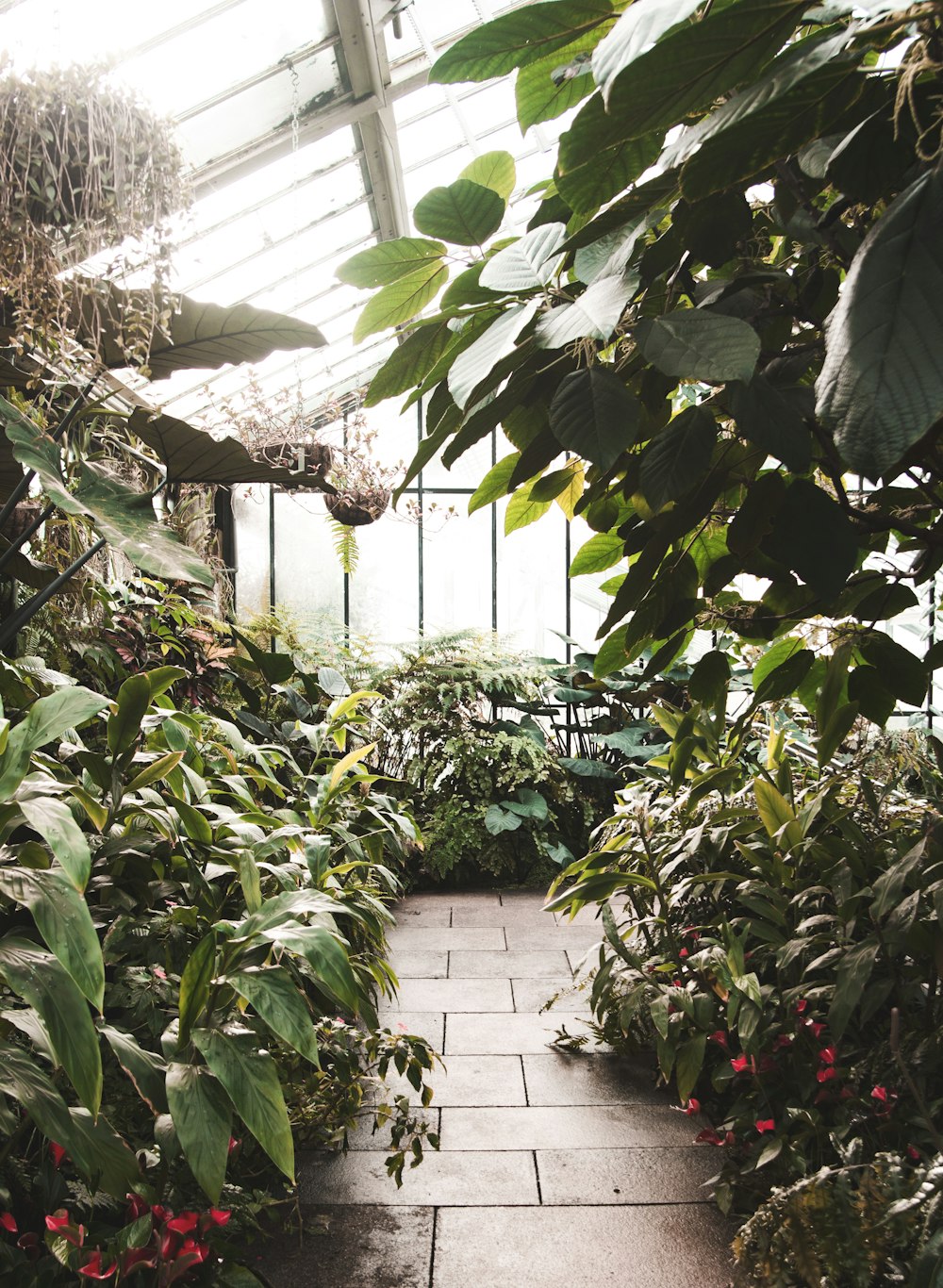 a walkway in a greenhouse filled with lots of plants