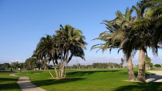 Golfers enjoying a sunny day on a well-maintained course surrounded by tropical vegetation.