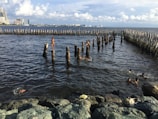 Several children are swimming and playing among wooden posts in a large body of water, with rocky shorelines in the foreground. High-rise buildings and a cloudy sky are visible in the distance.