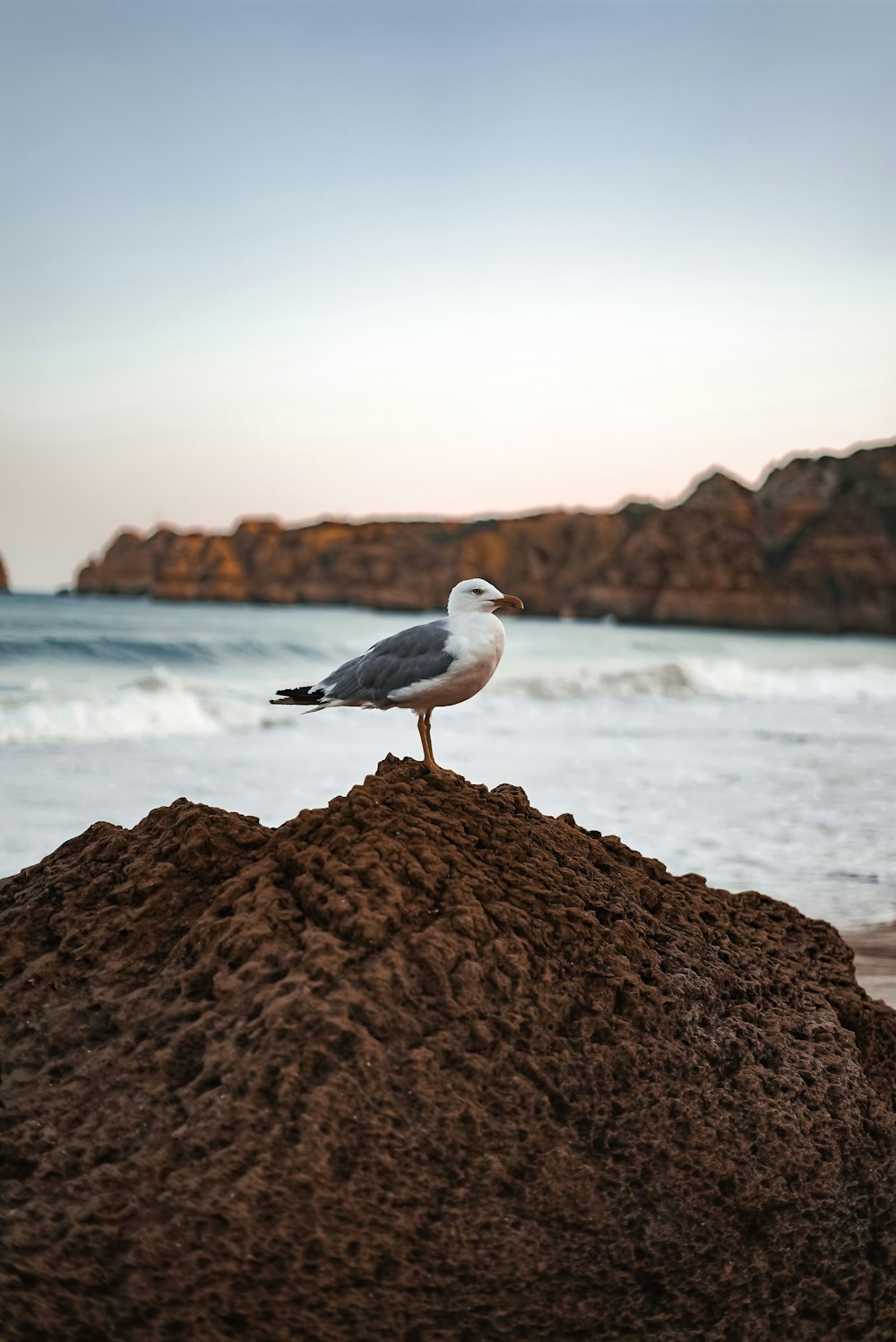 selective focus photography of gull perching on rock
