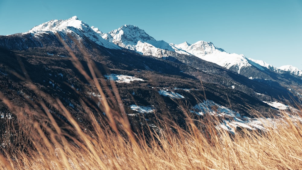 dried grasses facing mountain under blue sky