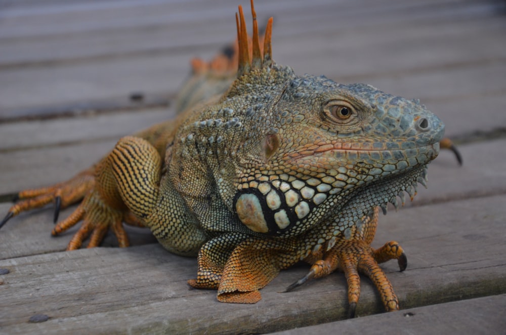 green and yellow iguana on brown wooden floor