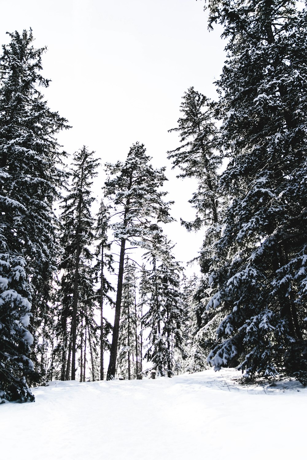 tree covered with snow during daytime