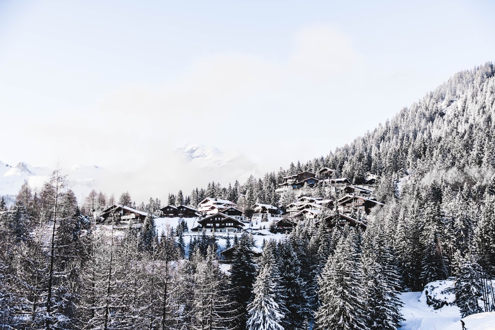 houses surrounded by pine trees in grayscale photography