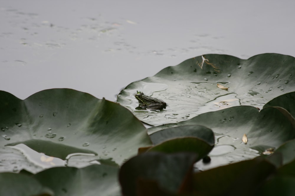 frog on lotus pod in river