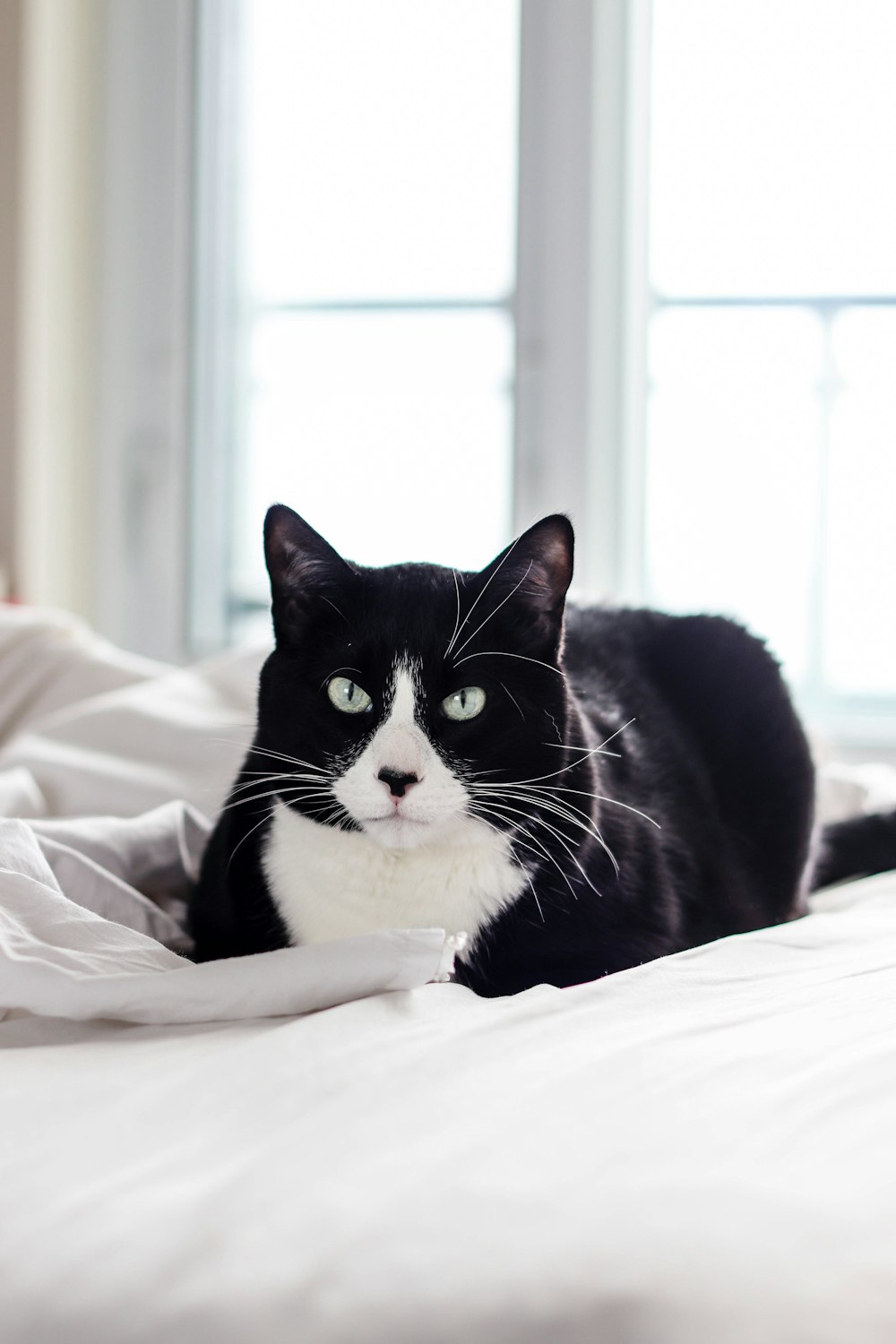 black and white short fur cat lying on bed