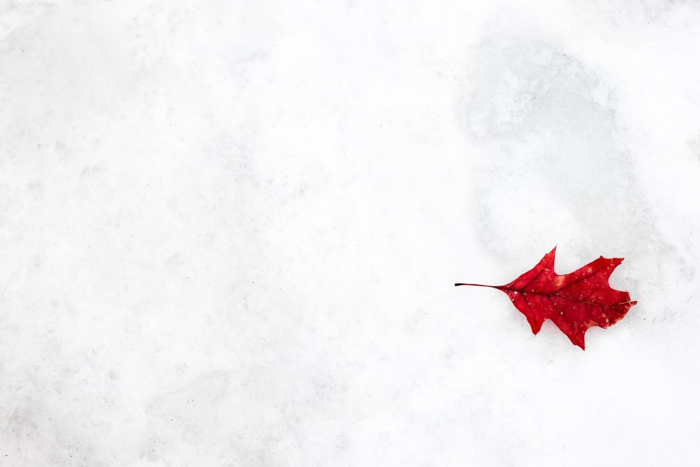 red oak leaf on snow