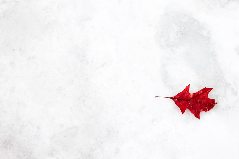 feuille de chêne rouge sur la neige