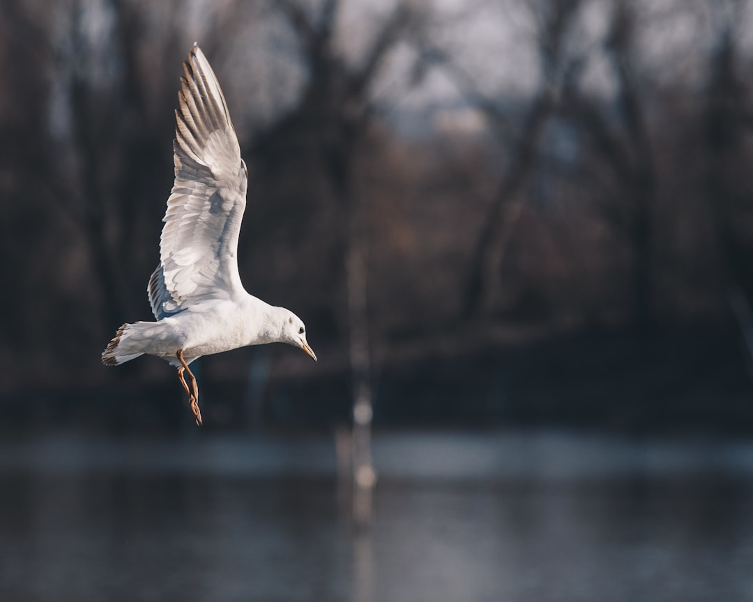 white seagull on flight