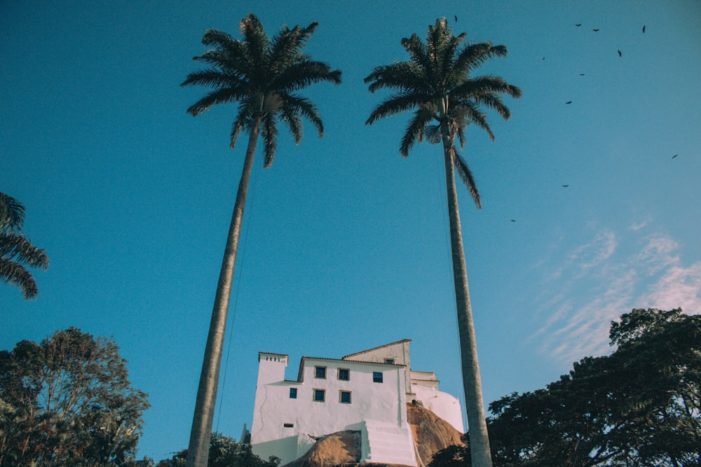 white house between 2 tall coconut trees