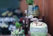 Close-up of vibrant green succulents in small ceramic pots on a wooden shelf.