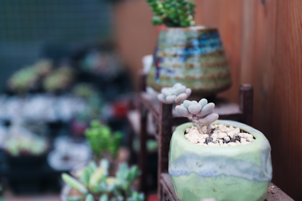 Close-up of vibrant succulents and cacti arranged on a rustic wooden shelf.