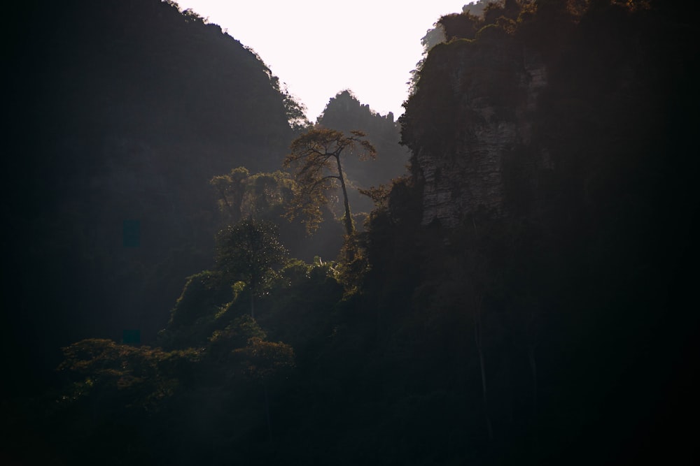 the sun shines through the trees in the mountains