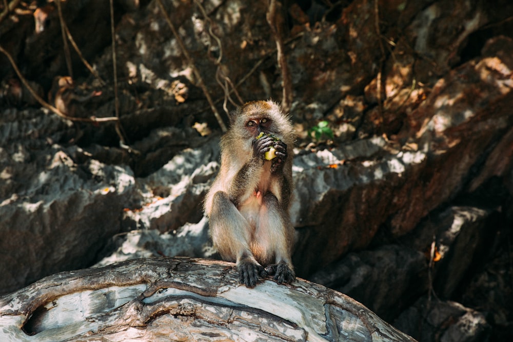 gray monkey eating while on rock during daytime
