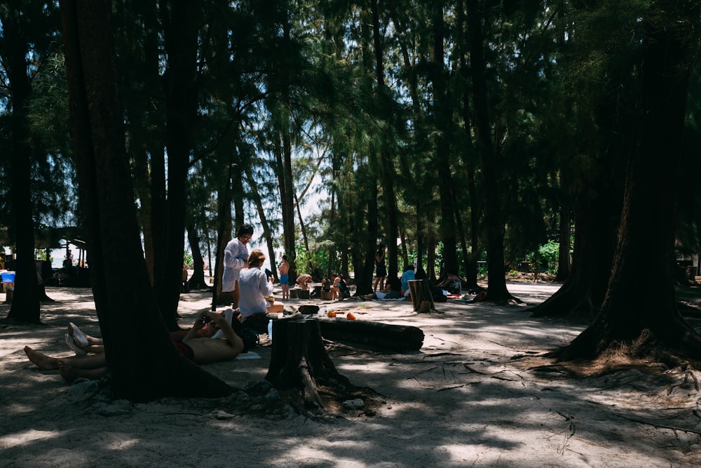 people camping in forest