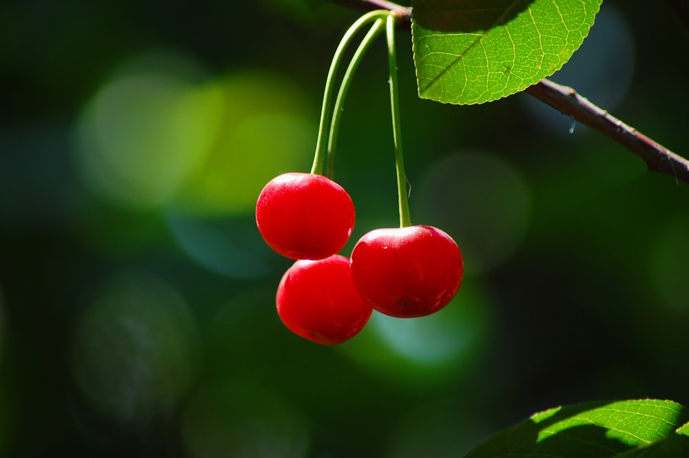 tilt shift focus photography of red fruits