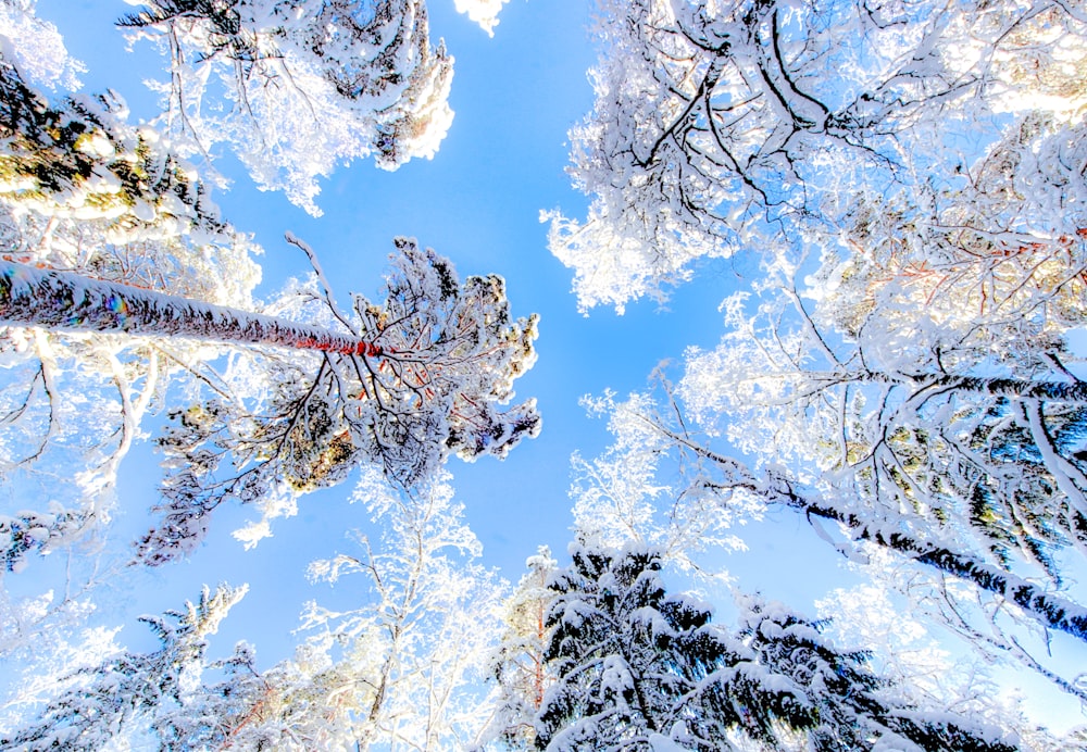 snow covered tall trees during daytime