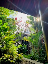 Sunlight filtering through vibrant rose bushes at the guest house entrance.