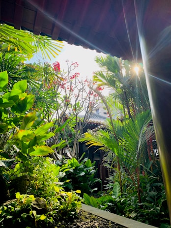 Sunlight filtering through vibrant rose bushes at the guest house entrance.