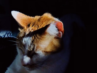 A close-up of a cat’s face with soft sunlight highlighting its fur.