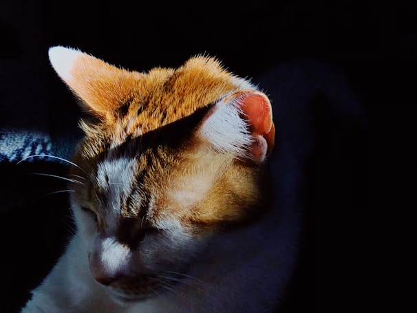 A close-up of a cat’s face with soft sunlight highlighting its fur.