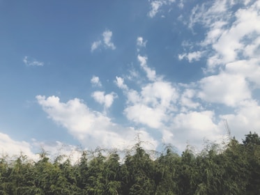 Calm blue sky with subtle clouds over a peaceful nature scene with plants and light rays.