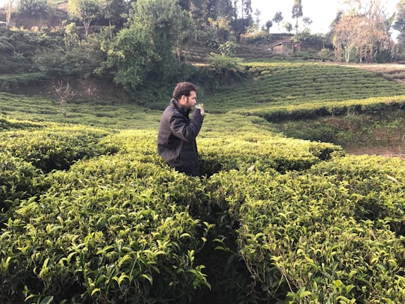 A person stands in the middle of lush green tea bushes on a plantation. The landscape is hilly with dense foliage in the background and a variety of trees scattered across the scene. The individual is wearing a dark jacket and appears to be enjoying a hot beverage while taking in the natural surroundings.