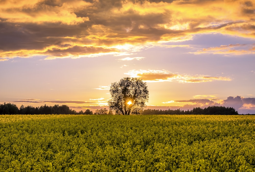 trees during golden hour