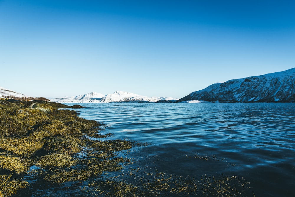 body of water during daytime