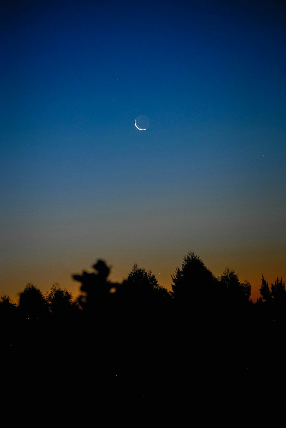 silhouette of trees