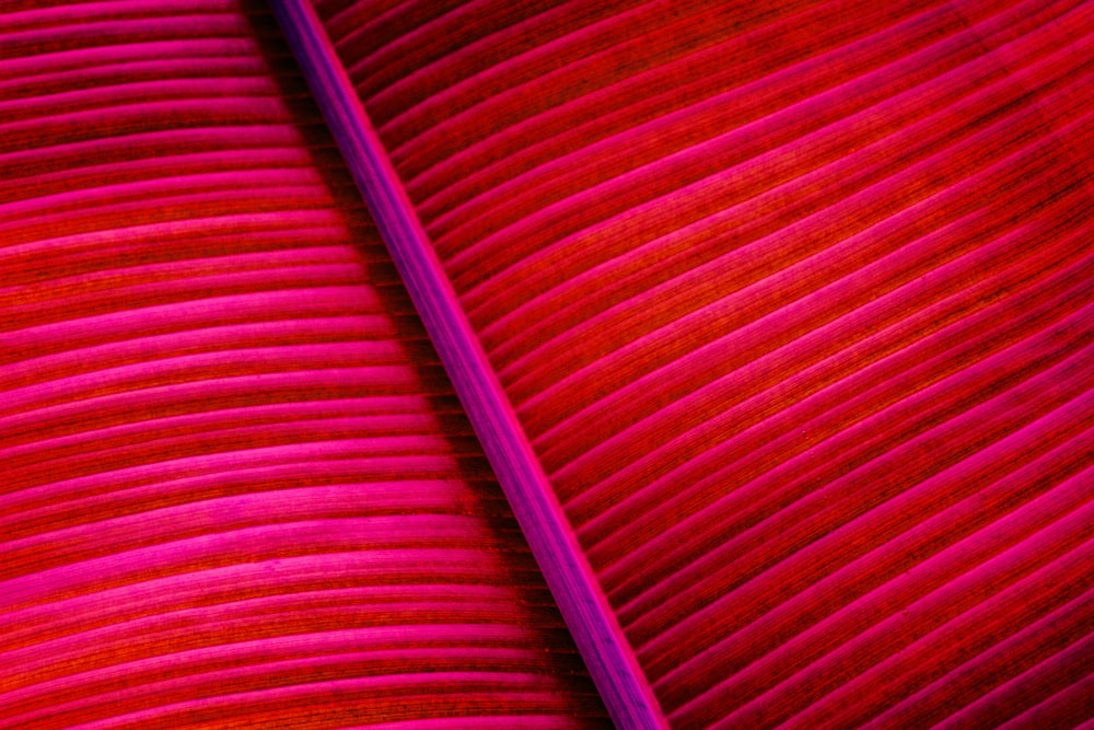 a close up of a red and pink leaf