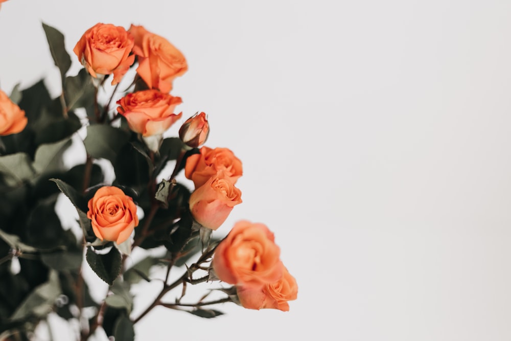 shallow focus photo of orange flowers