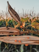 Several bright orange insects are crawling on an open dry pod, with a background of blurred green foliage and cornfields bathed in warm sunlight. The scene captures a close-up view of a natural environment.