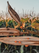 Several bright orange insects are crawling on an open dry pod, with a background of blurred green foliage and cornfields bathed in warm sunlight. The scene captures a close-up view of a natural environment.