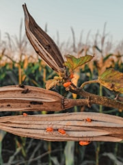 Several bright orange insects are crawling on an open dry pod, with a background of blurred green foliage and cornfields bathed in warm sunlight. The scene captures a close-up view of a natural environment.