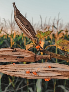 Several bright orange insects are crawling on an open dry pod, with a background of blurred green foliage and cornfields bathed in warm sunlight. The scene captures a close-up view of a natural environment.