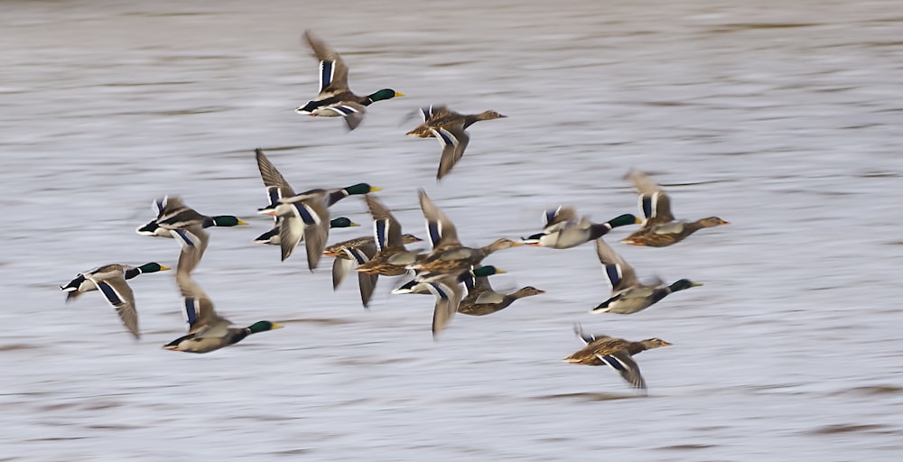 flock of duck flying during daytime