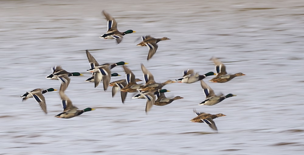 bandada de patos volando durante el día