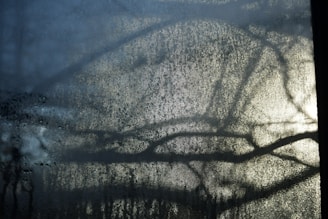 Condensation on a window reveals intricate patterns with blurry silhouettes of branches casting shadows. The texture and moisture create an ethereal, diffused effect with light peeking through.