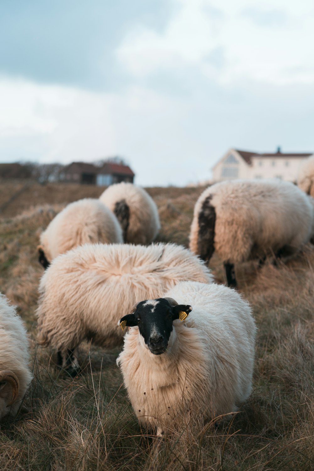 herd of white sheep