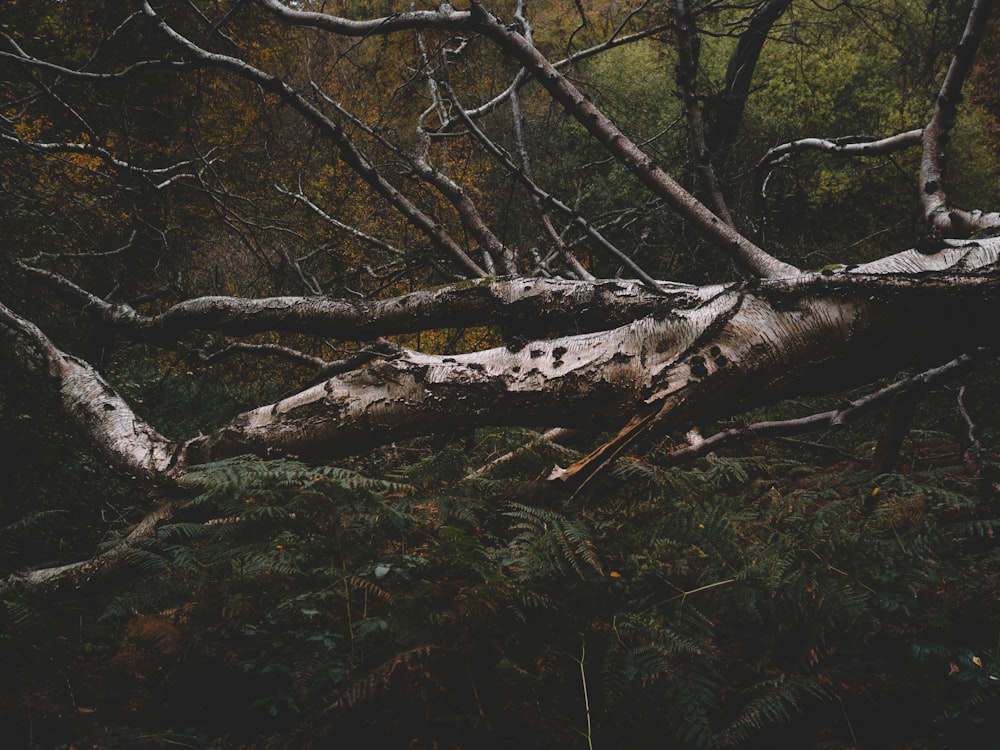 a tree that has fallen over in a forest