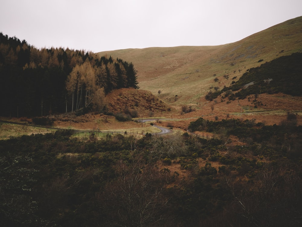 green trees on mountain under white sky