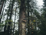 Tall trees in a dense forest with a wooden birdhouse attached to the trunk of one of the trees. The scene is surrounded by green foliage and some branches with yellowing leaves.