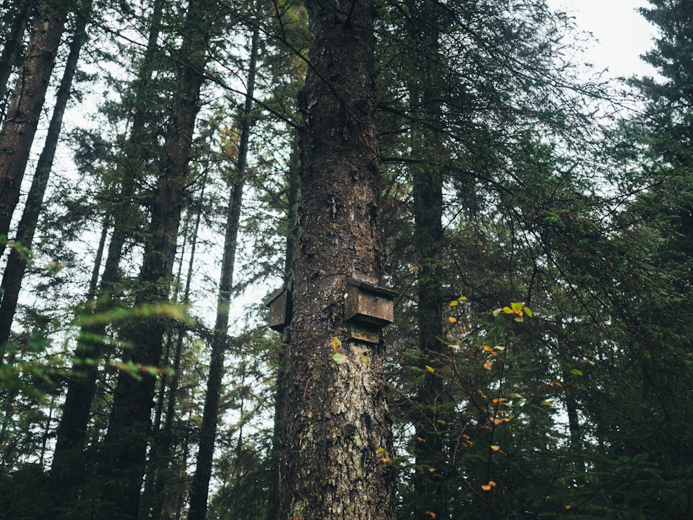 brown wooden birdhouse on tree trunk