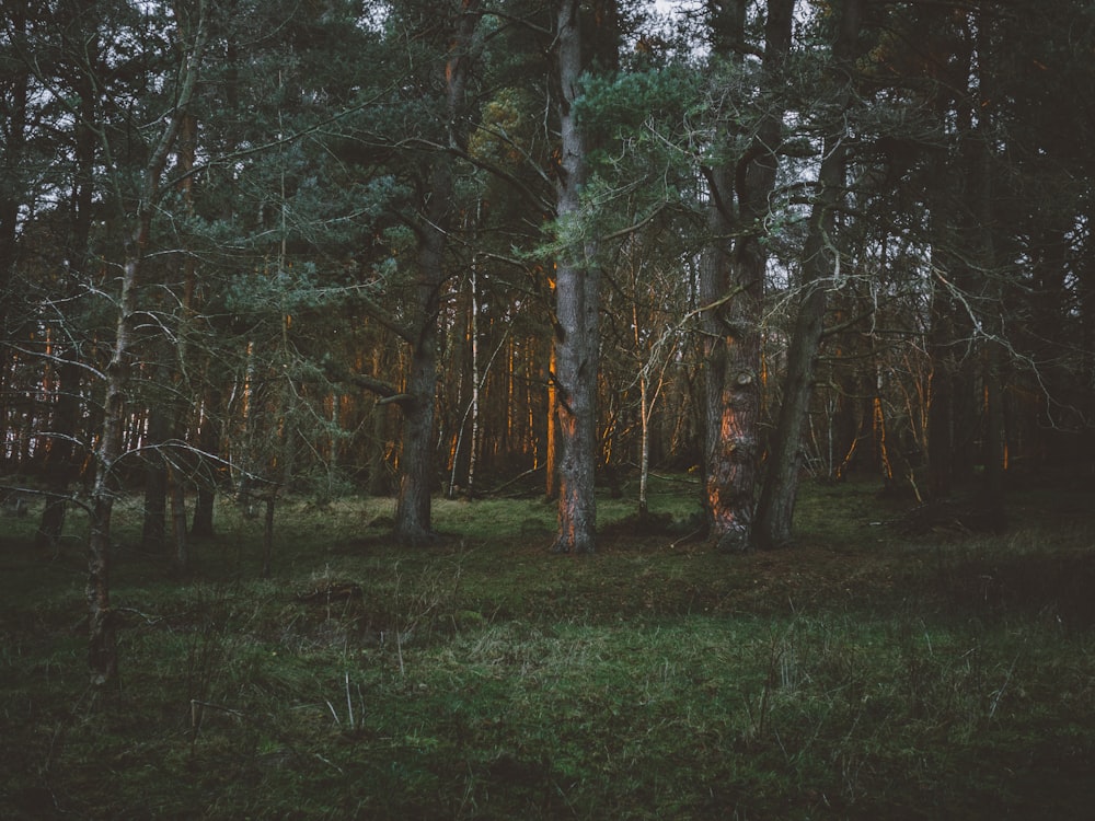 green grass surrounding trees