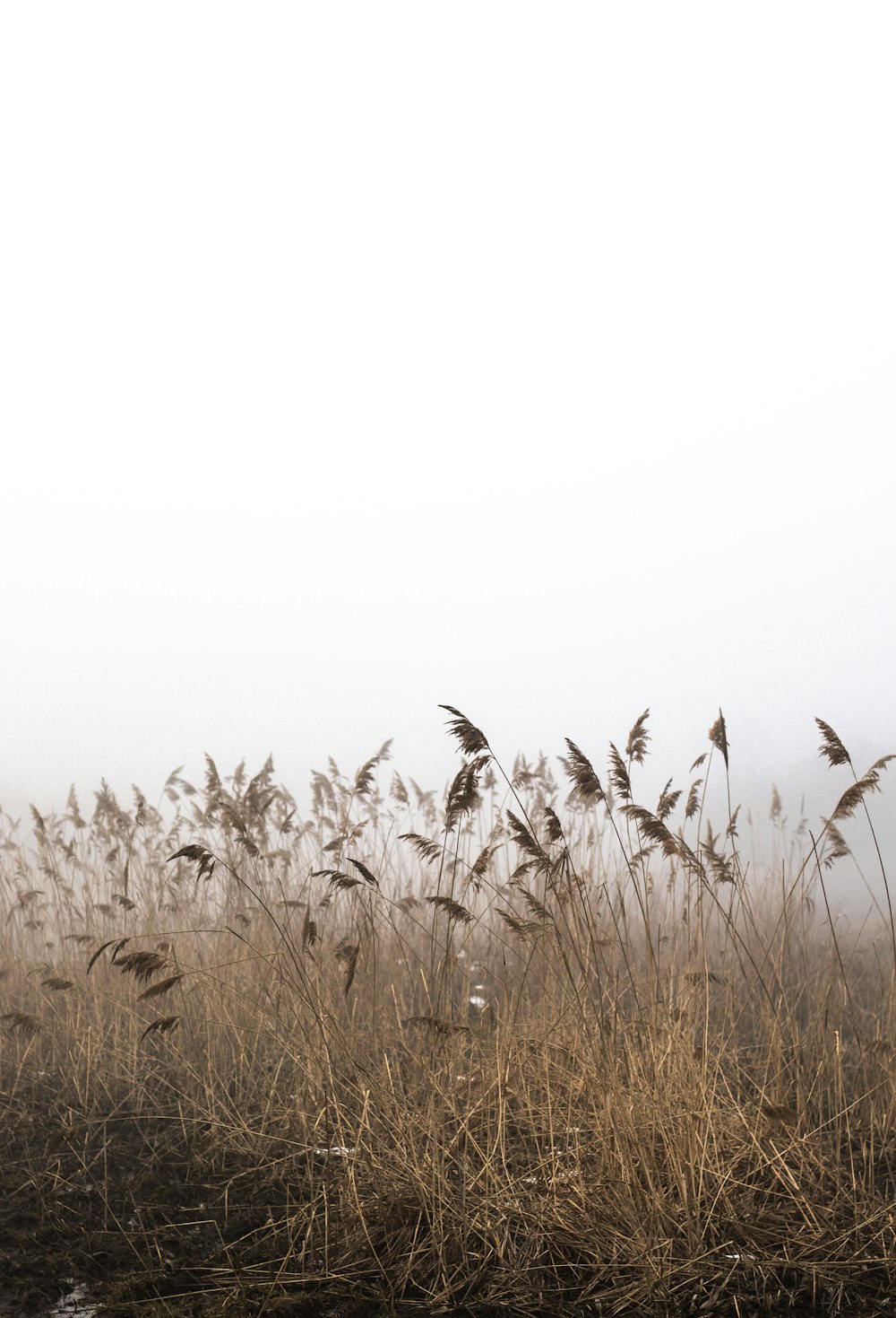 brown grass under white clouds