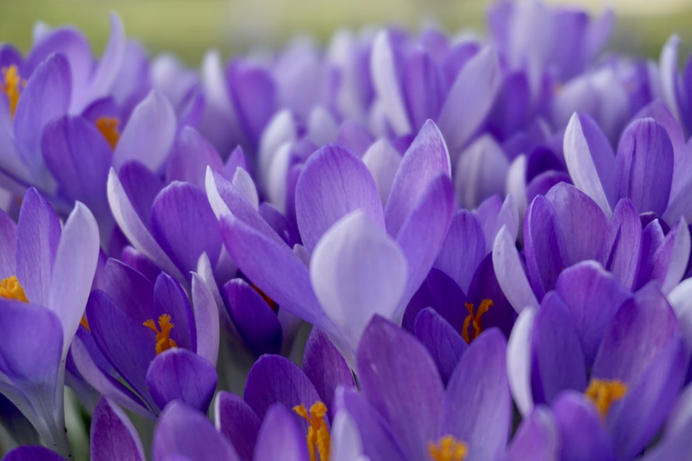 purple petaled flowers