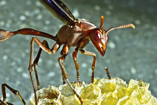 Close-up of Spalangia endius wasp on livestock bedding