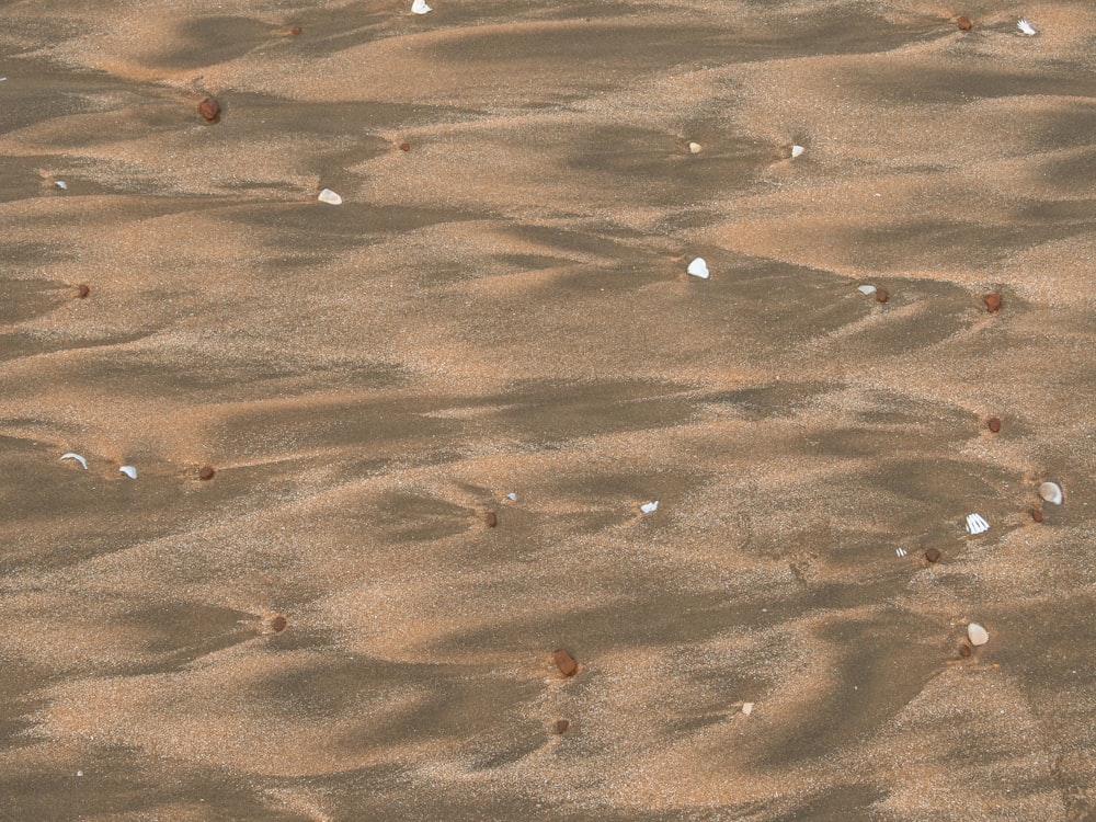 a group of birds standing on top of a sandy beach